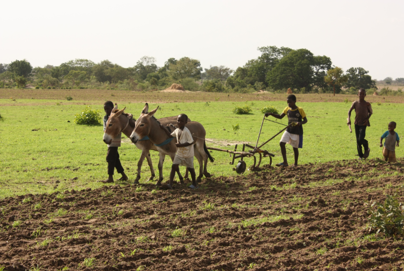 Boys plowing 1